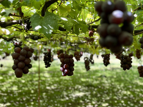 【冷凍ブドウ】ピオーネ【長野県産】500g [FPn]