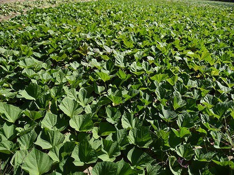 コロコロ熟成安納芋１０キロ　SSサイズ