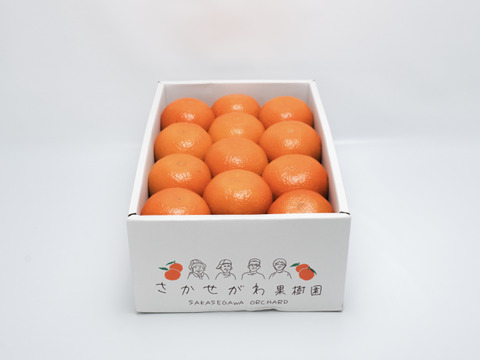 【数量限定・屋久島からの贈りもの】厳選されたたんかん！　屋久島産　贈答用たんかん　5kg　3Lサイズ 24個入り