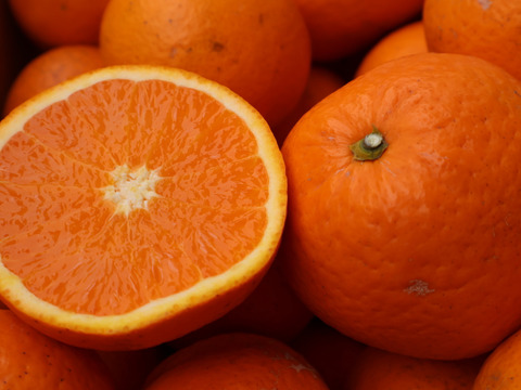 農家直送！きよみオレンジ　訳あり10kg  【平武農園】〜蛍飛ぶ町から旬の便り〜　和歌山｜有田｜田口｜ギフト