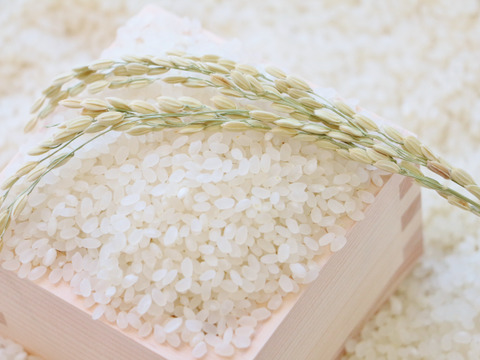 【令和7年産】訳あり　新潟県産にじのきらめき(10kg)