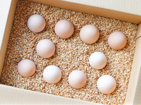 【もみがら詰め】四万十清流平飼い育ちの朝採れ新鮮卵１０個 数量限定お試しセット