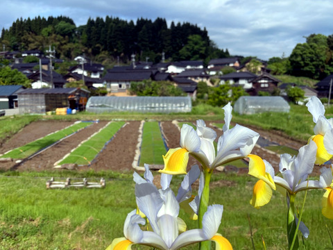 【2025年度産】［玄米］自然栽培イセヒカリ3kg（富山県氷見産）