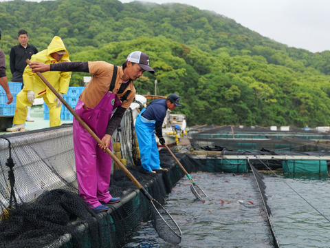 【夏ギフト】真鯛食べ尽くしセット【Firesh®︎】