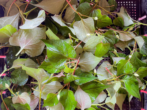 【当日採取でお届け】天然 自然栽培 ドクダミの葉っぱ ネコポスでお届け