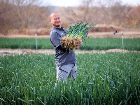 ★★売れてます★★　京都･山城　京野菜「山城のねぎ」1kg