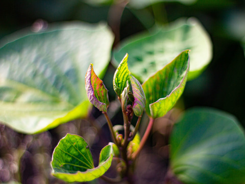 【新物】新鮮ホクホク！採れたてさつまいも (紅はるか) 2kg