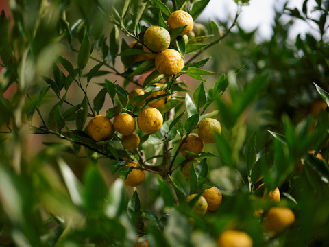 完熟ゆこう　5000g
生産量が少なくスーパーでは出回らない「幻の果実」京都の料亭では欠かせない存在であり、近年はヨーロッパのシェフたちにも愛さるローカル柑橘