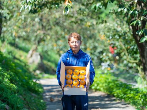 プレミアム太秋”魁（さきがけ）”≪秀品3.5kg（9～14個入り）≫糖度１８度以上！柿の概念を覆す上品な王様 太秋柿