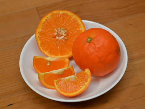 【訳あり】まるで食べるジュース!セミノール 6kg (樹上完熟、袋掛け栽培)
