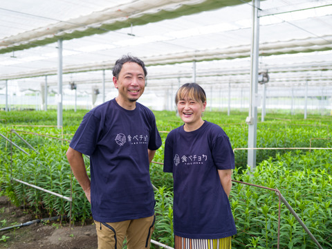 【簡易包装】オレンジエンペラー5本束■AOT系■まるで南国のお花のプルメリアみたい❤
