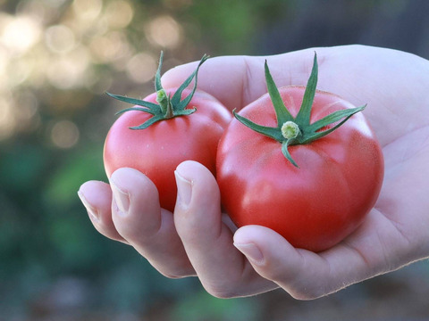 甘熟トマトの詰め合わせセット【大玉20個＆ミニ250ｇ×２】