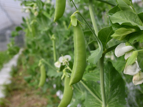 おやつになる野菜！？やみつきスナックエンドウ！(2kg)