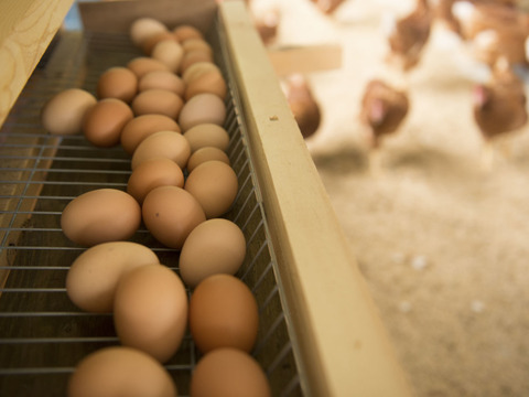 【定期便】　京都奥丹波、純国産鶏の平飼い卵80個　非遺伝子組み換え飼料