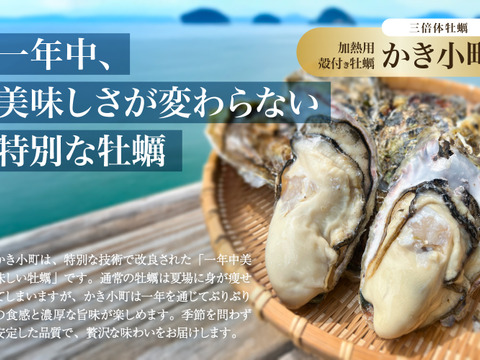 広島産カキ小町（希少品種）殻付き牡蠣 2kg（1年中楽しめる特別な広島かき）