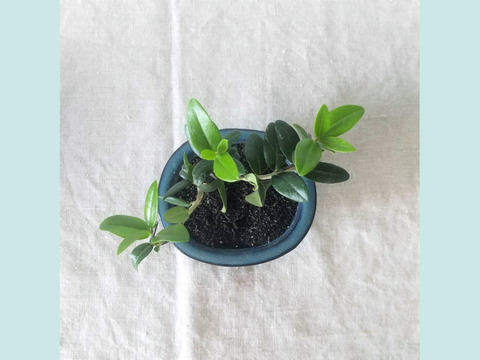 【母の日ギフトにも◎】手のひらサイズ　種から育てたオリーブミニ盆栽 （PS184）