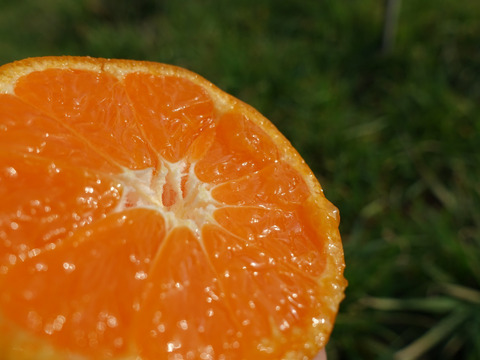 （超限定）濃厚ゆら早生！　10ｋｇ（箱込み）