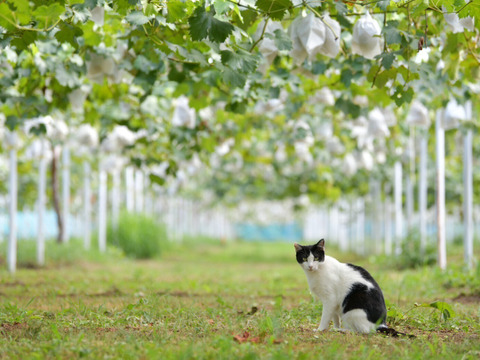 【なくなり次第終了】岡山産ブラックビート 2房｜ギフト映えNo.1の極上果実