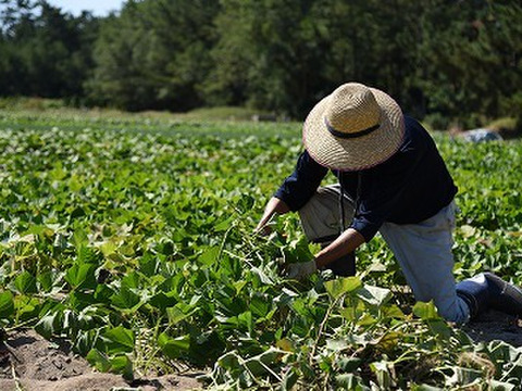 とろ～り甘い流通量が少ない安納こがね５キロフリーサイズ