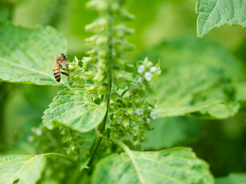【こぼれにくい！スタンドボトル入り生はちみつ200g】使いやすさと美味しさを両立！佐賀県産の濃厚な生はちみつを、シンプルで便利な200gボトルに詰めました。