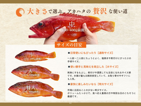 【特大サイズ】 宮崎のアカハタ（４匹）｜８月下旬まで発送