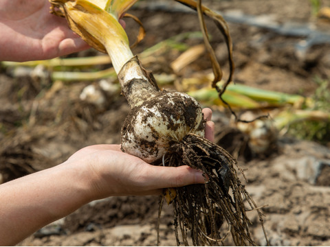 【発売記念特別セール!!】青森県のにんにく農家が本気出して作った「にんにく七味」ボトル１本【宅急便】
