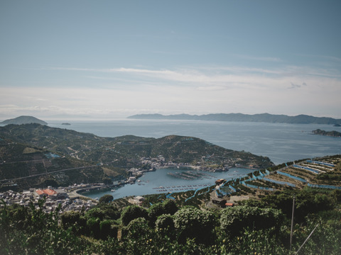 【特選】紅プリンセスと同品種【甘平×まどんな】媛果プリンセス【贈答用 2kg】みかんの老舗【熨斗対応可】【化粧箱】