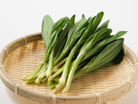 天然山菜4種以上詰合せA 1000g以上 山形産《予約受付》