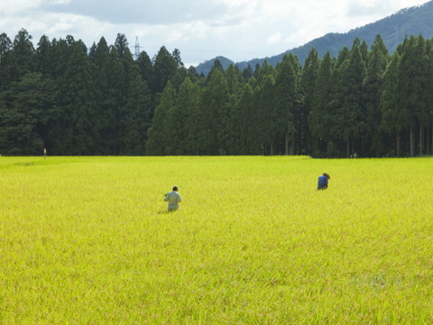 新米出荷中 滝本米 プレミアム 玄米 5kg 農薬不使用 玄米 化学肥料不使用 特別栽培米