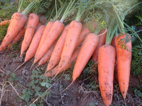 【化学農薬・化学肥料不使用】赤城の寒締めニンジン 4.0kg・20～30本