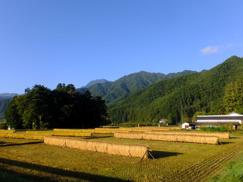 北アルプス山麓　自然栽培米　天日干し　朝日　玄米3㎏