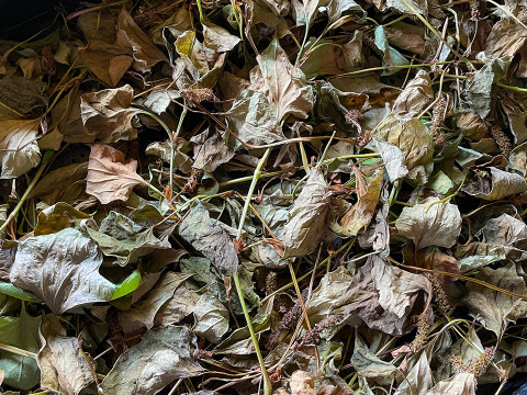 【天然 乾燥どくだみ】自然栽培 1パック25g~ ネコポスでお届け