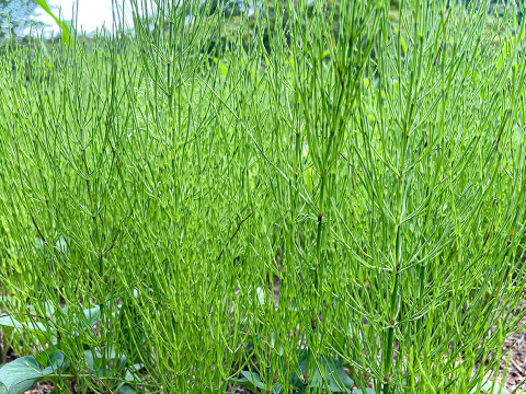 【天然スギナ】自然栽培 手摘み 1パック ネコポスでお届け