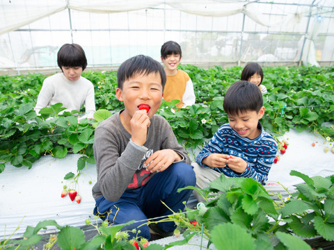 【ご予約商品】【ギフト可】完熟いちご化粧箱入り【24粒～33粒】