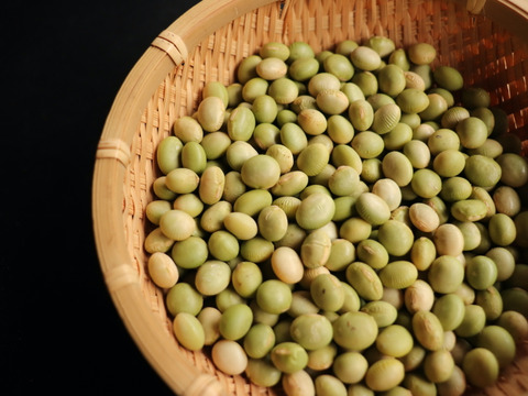 ◎自然栽培◎秘伝大豆9.5kg《令和6年・山形県鶴岡産》