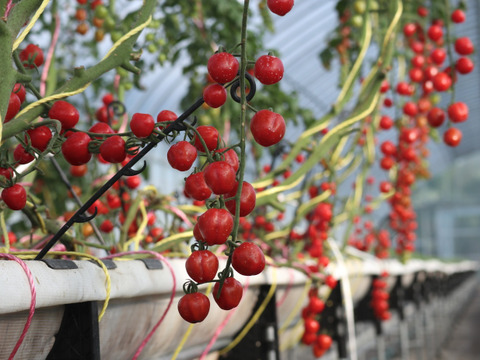 フルーツトマト