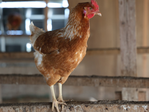 【採卵翌日発送】宮城のお米と大豆で育てた　ごとうもみじのたまご　陸と海の恵みを濃縮　　6個入り×4P