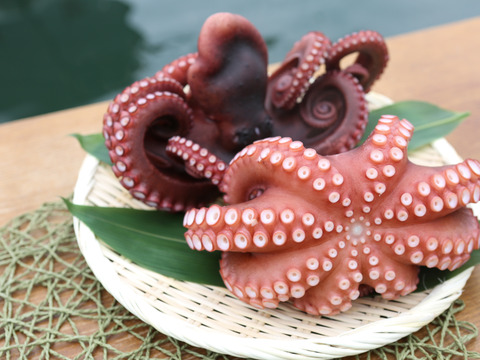 【12/19発送】【朝獲れ！新鮮！】ボイルタコまるまる1杯　2-3人前【冷蔵】