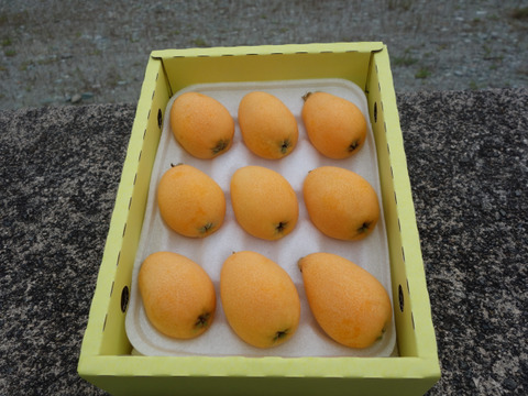 【期間限定、最終出荷直前にて完熟で！】採りたて新鮮が一番美味しい！甘さ濃～い！長崎産露地びわ「千々（ちぢ）んびわ」なつたより大玉2L～3Lサイズを食べきり６００ｇ箱（９～１２玉）にてお届け