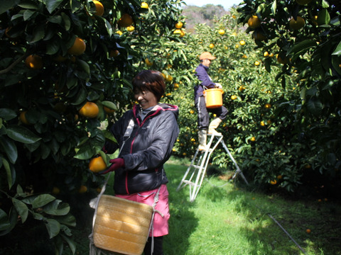 皮まで使える 和歌山県産レモン（防カビ剤不使用) 2kg