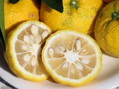 愛媛県産　かじ坊柚子　！！
お酒、豆腐やお魚にどうぞ！！　4ｋｇ