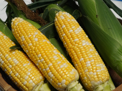 【朝採り即出荷】八ヶ岳産グラビス とうもろこし 約4kg（11本前後）｜バイカラー／生でも食べられるスイートコーン