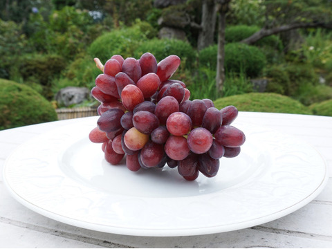 【9/12発送分で終了！】平井利右衛門の赤青ぶどうセット(クイーンセブン、雄宝/粒1.5kg)