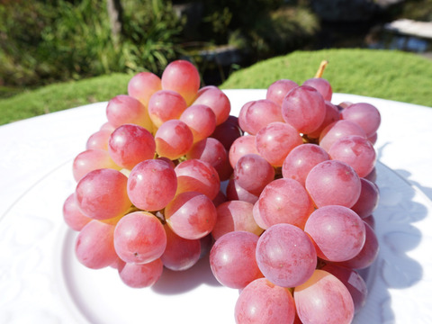 【値引き中！】平井利右衛門の赤青ぶどう（コトピー、マスカサーティーン/各2～3房）