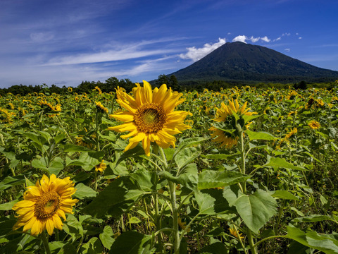 ボリューム＆栄養たっぷり！！有機ケール（カリーノ）１kg