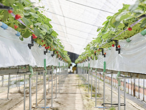 【販売開始】「あまひめ」香り広がるジューシーいちご！ 朝どれ産地直送！信州産