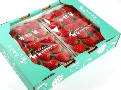 甘さと香りに惚れる朝摘み「古都華」540g 2Lサイズ