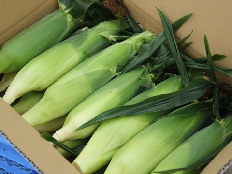 保障できる 朝どれ】甘味バツグン「ゴールドラッシュ」 13本入り：千葉県産 野菜