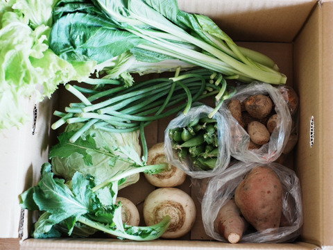 『新もの3兄弟入り！』旬の野菜セット9品前後〈農薬等不使用栽培〉100サイズ