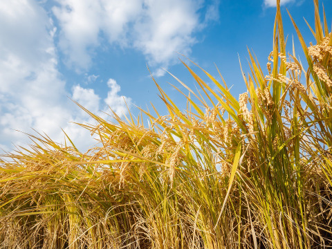 【ギフト】令和4年度精米🌾長崎県認定特別栽培米「鶴心」にこまる5ｋｇ🌾熨斗対応可